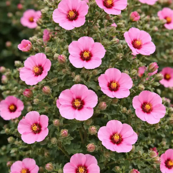 Anisodontea 'Miss pinky'