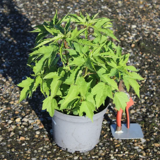 Hibiscus des marais 'Fungi blanc rosé'