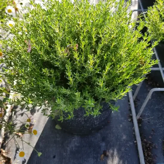 Thymus vulgaris