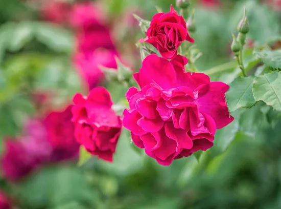 Rosier 'Emera rose fuchsia '