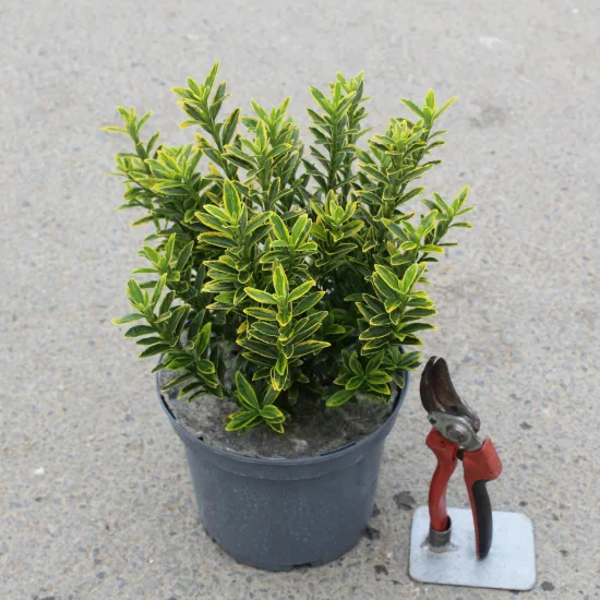 Fusain du japon 'Micro aureomarginatus'