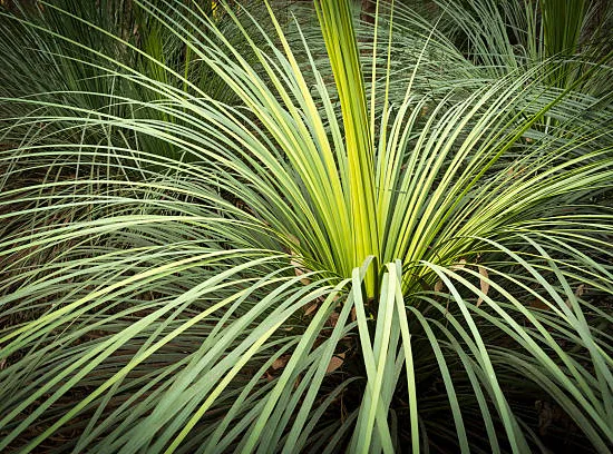 Lomandra 'White sands'