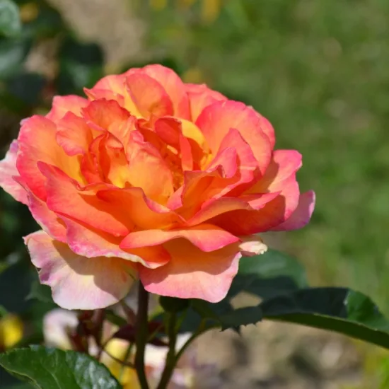 Rosier 'La parisienne '