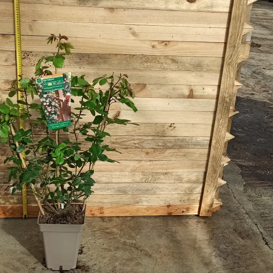 Rosier 'Papi delbard '