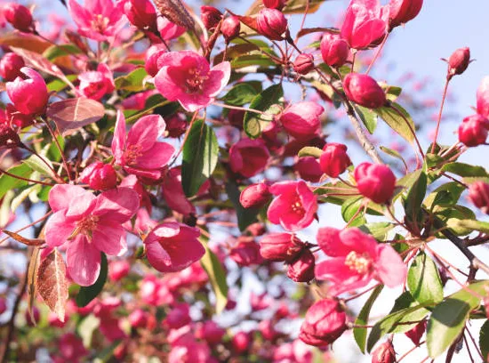 Pommier d'ornement 'Profusion'