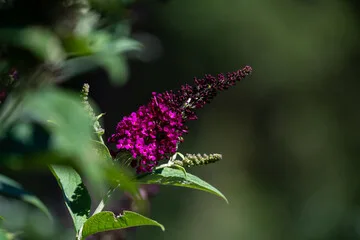 Arbre aux papillons 'rouge royal'
