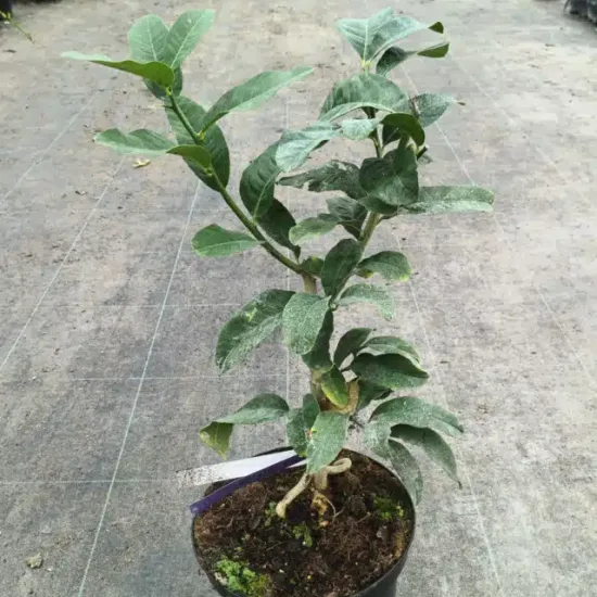 Citron Main de Bouddha