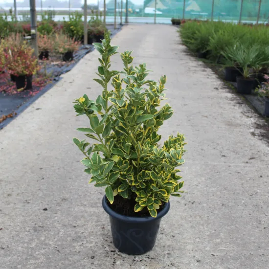 Fusain du japon 'Aureomarginatus'