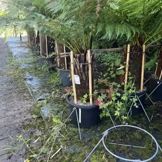 Fougère arborescente