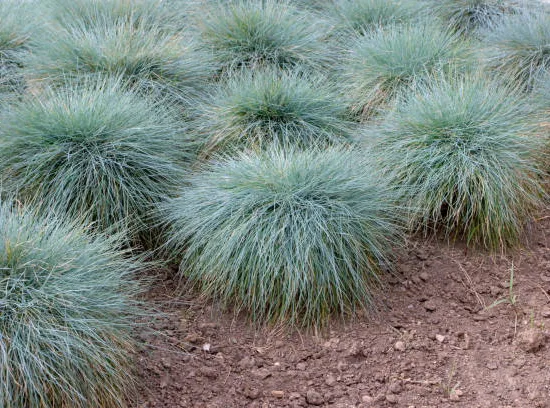 Fétuque 'Easy blue'