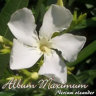 Laurier rose 'Album maximum'