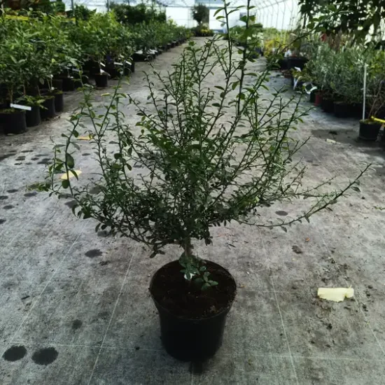 Citronnier caviar 'Rouge'