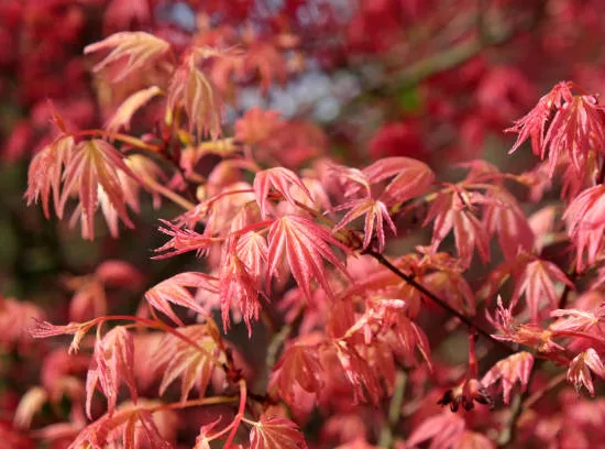 Érable à peau de serpent 'Red flamingo'