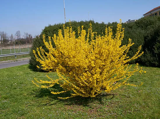 Forsythia 'Lynwood'
