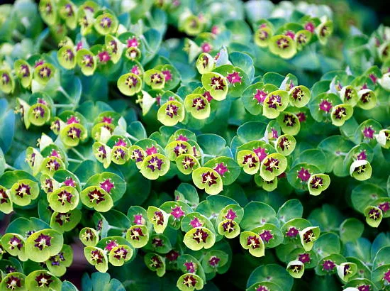 Euphorbe 'Martinii'
