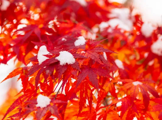 Érable du japon 'Phoenix'