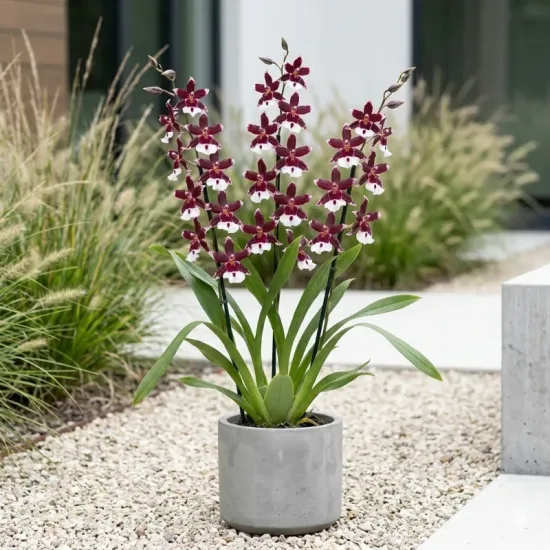 Orchidée  'Gothic'