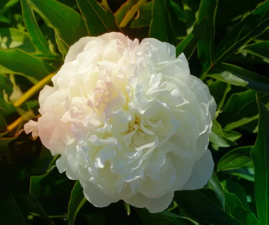 Pivoine 'Shirley temple blanc'