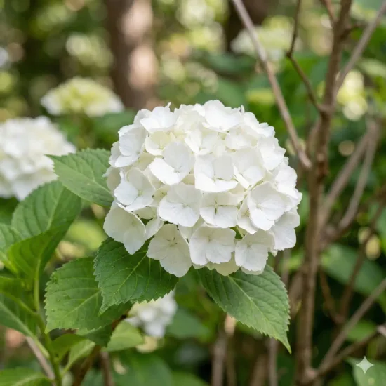 Hortensia 'Blanc'