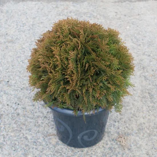 Thuya d'occident 'Danica'