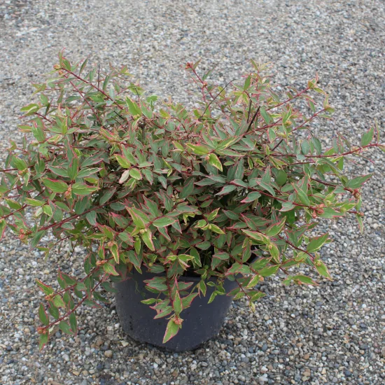 Millepertuis 'Tricolor'