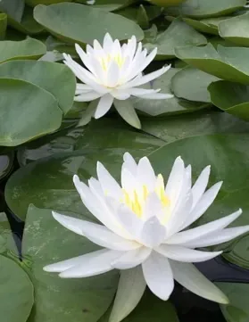 Nénuphar 'Caroliniana nivea'