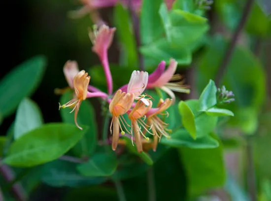 Chèvrefeuille du japon 'Chinensis'