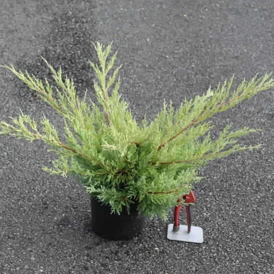 Genévrier de pfitzer 'Pfitzeriana glauca'