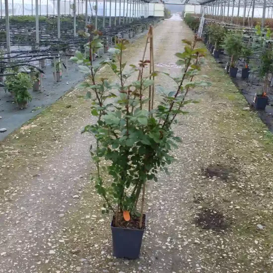 Rosier 'Sabrina '