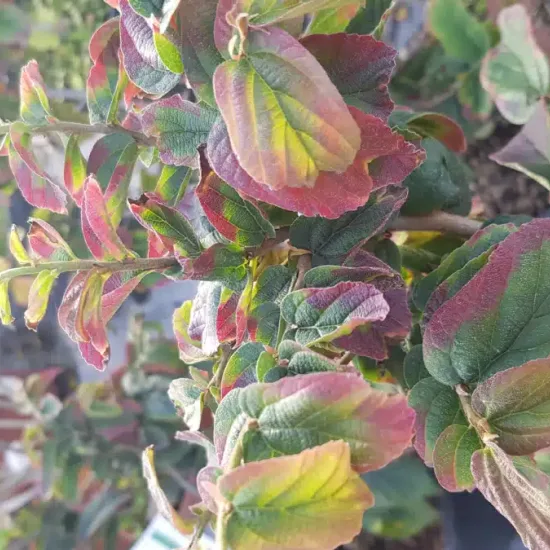 Parrotie de perse 'Bella'
