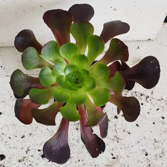 Semponium 'Destiny'