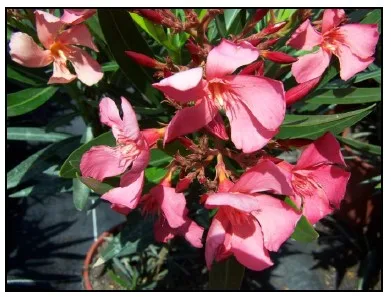 Laurier rose 'Soleil levant'