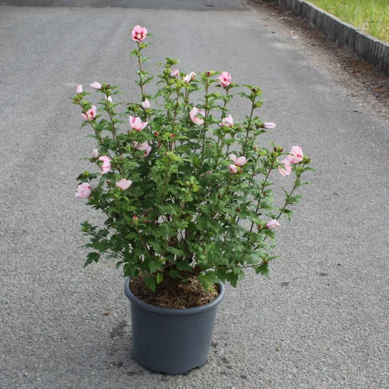 Althéa 'Hamabo rose tendre'