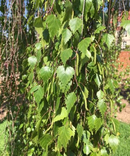 Bouleau 'Pendula'