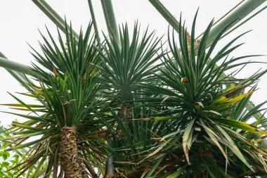 Yucca à feuilles d'aloès