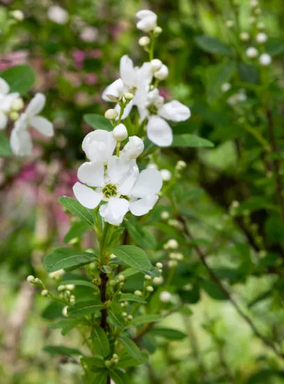 Dentelaire du Cap 'alba'