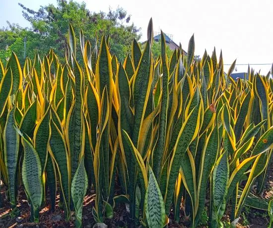 Plante Serpent,  Langue de Belle-Mère