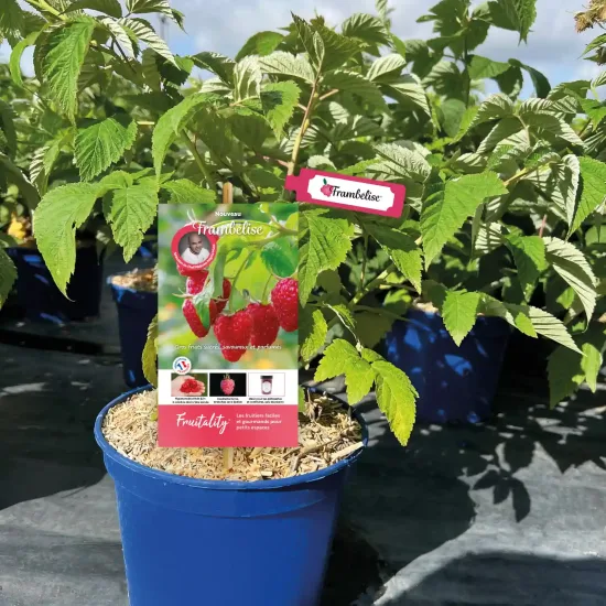 Framboisier 'Frambelise'