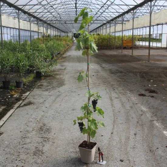 Vigne 'De table dattier de beyrouth'