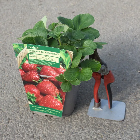 Fraisier 'Genereuse des combrailles'