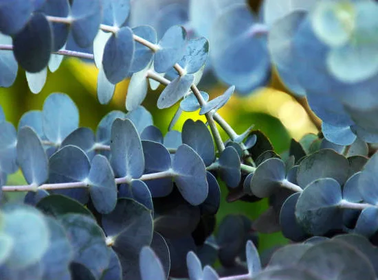 Eucalyptus à feuilles rondes