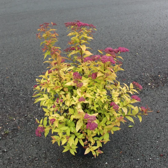 Spirée à floraison rouge 'Goldflame'
