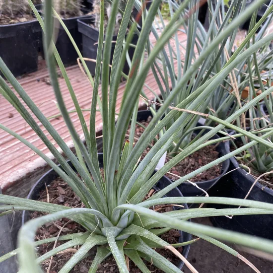 Agave à feuilles striées 'Falcata blue'