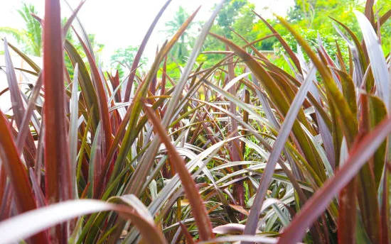 Cordyline 'Choco mint'
