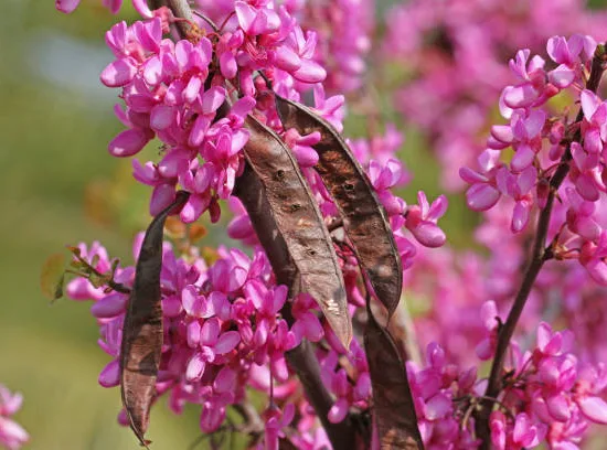 Gainier du canada 'Ace of spades'