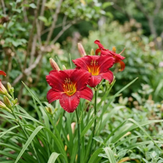 Hémérocalle 'Crimson glory'