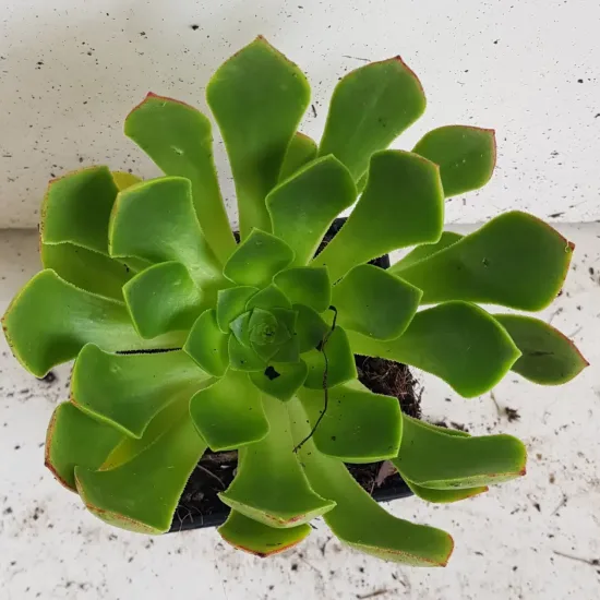 Semponium 'Diamond'