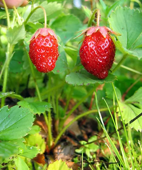 Fraisier 'Delecta'
