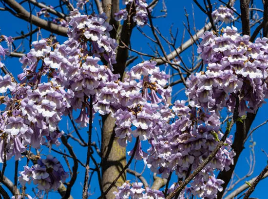 Paulownia impérial