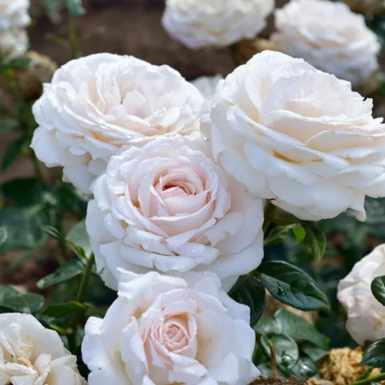 Rosier 'La sauvagine terre et passion '